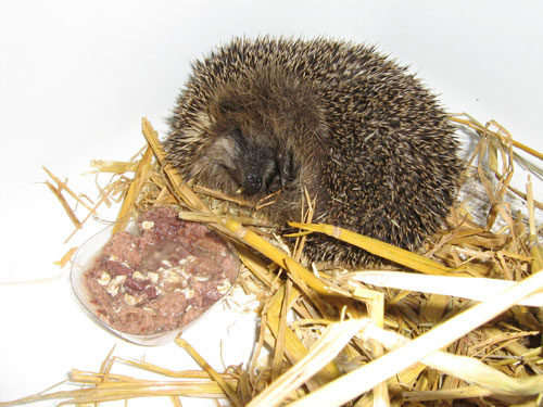 Der Igel ist viel zu klein und leicht und liegt schlapp auf der Seite