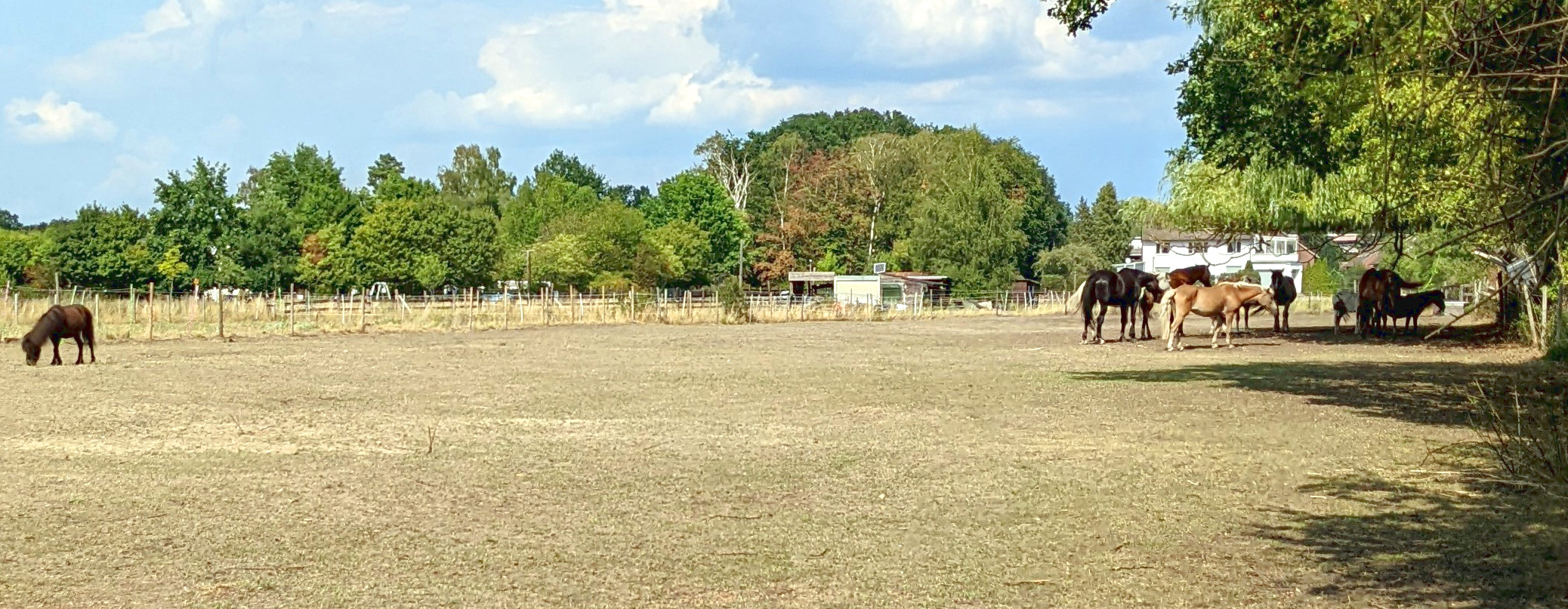 Pferde auf vertrockneter Weide